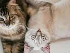 Sida et leucose du chat : tout comprendre avant l’adoption