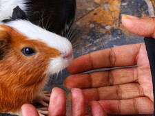Cochon d’Inde : comment gagner sa confiance et créer un lien durable