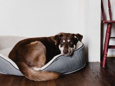 « Votre animal a besoin de temps » : comprendre son adaptation pour prévenir certains abandons