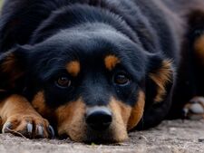 Stress : plus d'un chien ou d'un chat sur deux est concerné, selon une étude