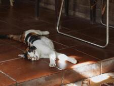 Certaines races de chats résistent-elles mieux à la chaleur ?