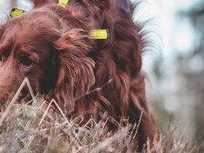 Votre chien mange des crottes ? Comprendre pourquoi pour préserver son bien-être