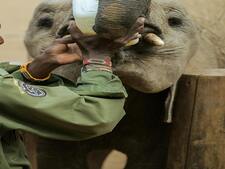 Vous ne devinerez jamais la réaction de cet éléphanteau après une blague de son soigneur (vidéo)
