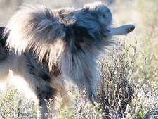 Pourquoi les chiens lèvent-ils la patte pour uriner ?