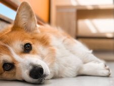 Les astuces vraiment insolites pour rafraîchir son animal (au-delà des conseils habituels)
