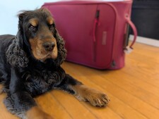 Comment voyager en avion avec son chien en 2026 ?