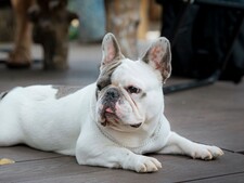 La France pourrait-elle bientôt interdire certaines races de chiens et de chats ?