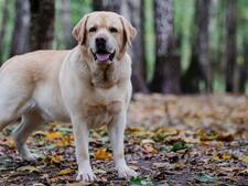 Le Labrador Retriever, compagnon polyvalent par excellence