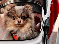 Dans ce pays, on vend plus de poussettes pour chiens que pour enfants !