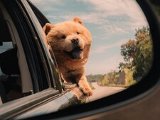 « Mon chien adore passer sa tête par la fenêtre de la voiture » : un plaisir pas sans danger
