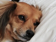 Votre chien dort avec vous ? Cette habitude peut fragiliser son dos