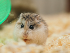 Que faut-il savoir avant d’adopter un hamster ?