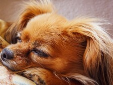 Chiens miniatures : un effet de mode qui met leur santé en danger