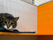Quand une facture vétérinaire mène à l'abandon : l'assurance animale peut-elle changer la donne ?