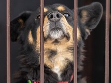 En Belgique, adopter un animal nécessite un permis : et si cela arrivait aussi en France ?