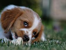 Achat de chiots en salon : pourquoi le “certificat d’engagement” ne suffit pas