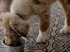 Gamelle surélevée chez le chien : bonne ou mauvaise idée pour éviter le retournement d’estomac ?