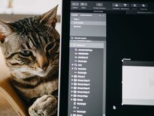 Chat et télétravail : comment garder la paix sans mettre son félin à la porte