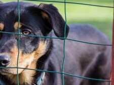 Refuge ou sanctuaire : deux façons d’agir pour le bien-être des animaux