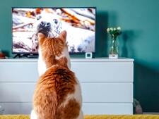 Faut-il laisser son chat regarder des écrans ? Le débat autour de la "TV pour chat"