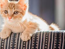 Comment dénoncer le non-respect de la réglementation en matière de vente ou de don d’un chat ?