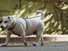 Canicule : le geste que tous les propriétaires de chiens devraient connaître