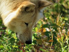Comment créer un jardin sensoriel pour stimuler votre chien au quotidien