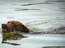 Labrador, Terre-Neuve, Golden Retriever : les pattes palmées font-elles les meilleurs nageurs ?