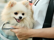 Voyager en train avec son chien : ces règles que beaucoup de propriétaires ignorent encore