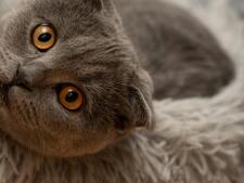 Bien-être animal : les Pays-Bas interdisent la détention de ces 2 races de chat