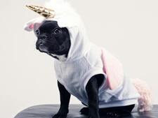 Réseaux sociaux : ces pratiques qui nuisent au bien-être des animaux sans qu’on s’en rende compte