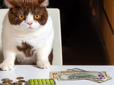Combien coûte réellement "l’acquisition" d’un chat ?