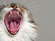 Santé de votre chat : ces gestes simples peuvent vous éviter une facture vétérinaire salée