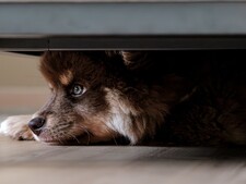 Chiens et pétards : comment protéger son animal lors des matchs de la Coupe du monde de football ?