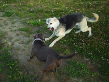 Mon chien a mordu un autre chien : responsabilité et indemnisation