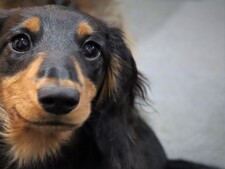 Teckel, la race tendance que l’on risque de voir finir en refuge