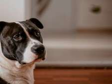 “Croisé staff”, “type molosse”… cet examen qui peut changer l’avenir d’un chien à l’adoption
