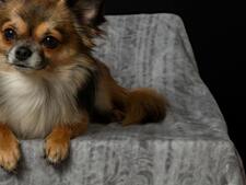 Ces races de chiens qui vivent le plus longtemps : un engagement pour de nombreuses années