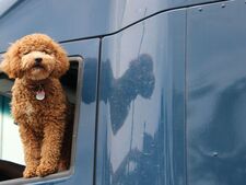 Ces gestes qui vous éviteront de perdre votre animal sur une aire d'autoroute cet été