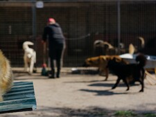 Animaux abandonnés : ces gestes gratuits qui aident vraiment les refuges