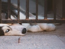 Ces refuges transformés par des dons records : ce que cachent réellement ces millions de dollars