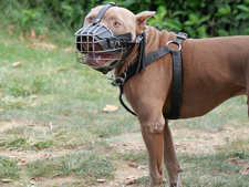 Chiens catégorisés : de quoi parle-t-on ?