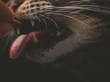Donner un médicament à son chat : les techniques qui marchent vraiment