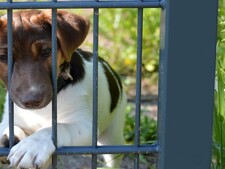 “Vous habitez trop loin” : pourquoi les refuges refusent certaines adoptions