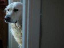 Chien seul à la maison : pourquoi certains le vivent très mal et d’autres pas du tout ?