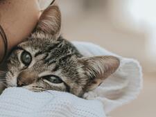 Pour rendre votre chat heureux, laissez le venir vers vous : c'est la science qui le dit !