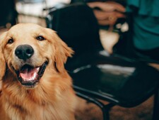 “On a refusé mon chien au restaurant” : que dit vraiment la loi ?