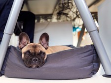 La loi française vous autorise-t-elle à venir au bureau avec votre chien ou votre chat ?