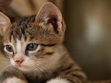 Chat ou chaton : ces 6 questions à se poser avant d’adopter