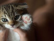À quel âge adopter un chaton : en quoi le sevrage est-il essentiel pour son équilibre ?